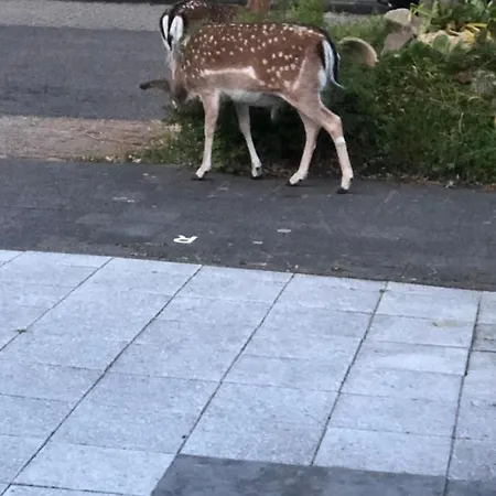 شاليه Romantisch Tiny Gardenhouse In Beautiful Garden زاندفورت