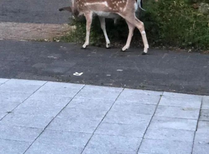 샬레 Romantisch Tiny Gardenhouse In Beautiful Garden 잔드보르트