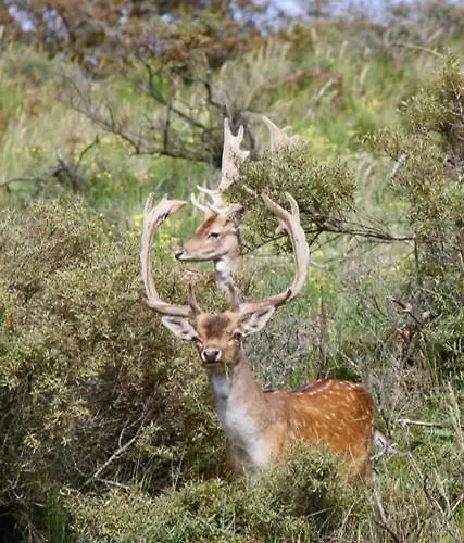 Romantisch Tiny Gardenhouse In Beautiful Garden 샬레 *